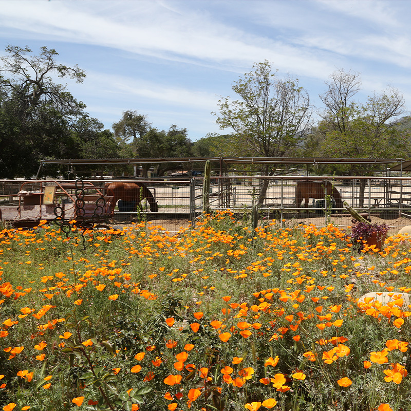 orange flowers lining horse stable area in Santa Barbara