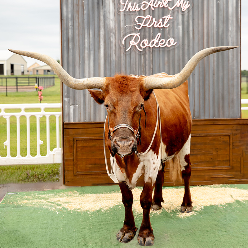 A calm Texas longhorn stands before a rustic “This Ain’t My First Rodeo” backdrop, its enormous horns spread wide in a playful rodeo scene.